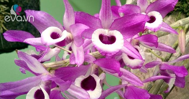 Lan rừng có những loại nào và cách trồng, chăm sóc chuẩn nhất