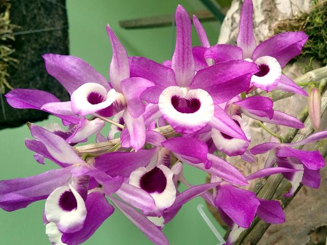 Lan rừng có những loại nào và cách trồng, chăm sóc chuẩn nhất