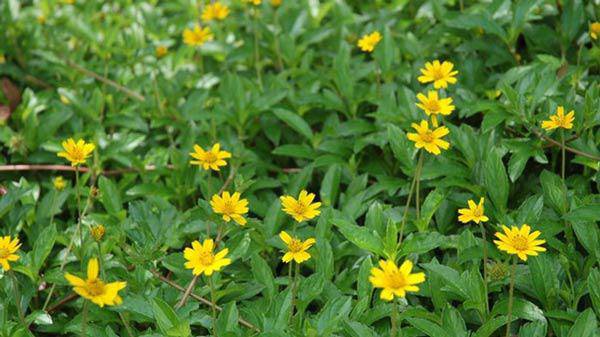 Ý nghĩa và cách trồng hoa cúc vàng tại nhà đơn giản nhất - 5