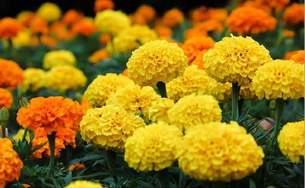 Ý nghĩa và cách trồng hoa cúc vàng tại nhà đơn giản nhất - 2