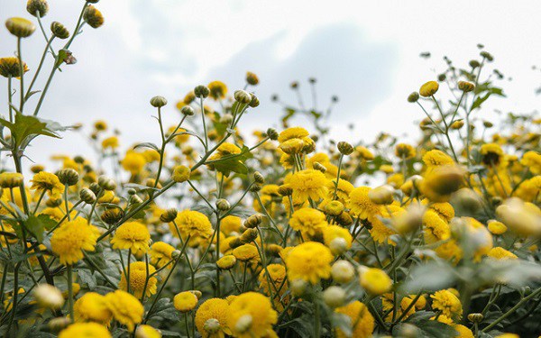 Ý nghĩa và cách trồng hoa cúc vàng tại nhà đơn giản nhất - 4