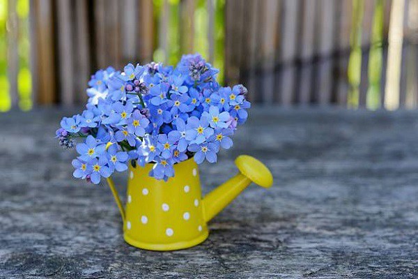Cách chăm sóc và ý nghĩa hoa lưu ly - loài hoa tượng trưng cho tình yêu chung thủy - 7