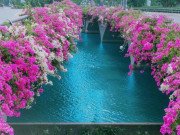 Xem ăn chơi - Giới trẻ hào hứng “check-in” con đường hoa giấy đẹp nhất Hà Nội