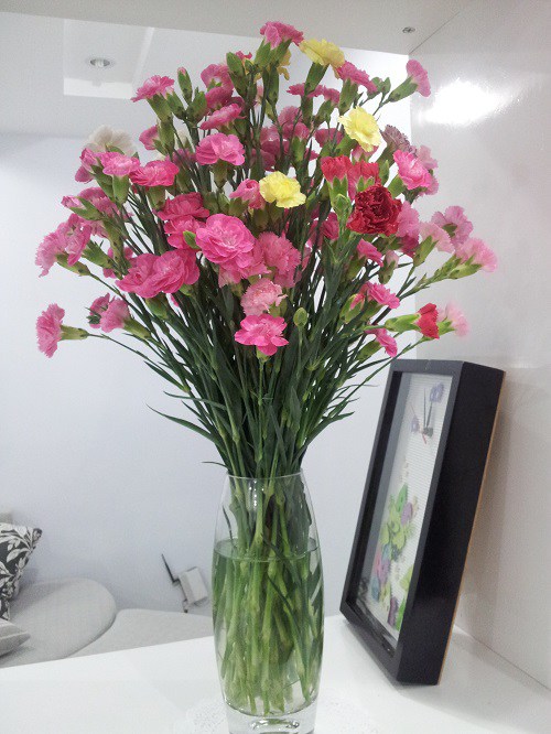 Ý nghĩa hoa cẩm chướng, cách trồng và chăm sóc giúp hoa tươi tốt - 6