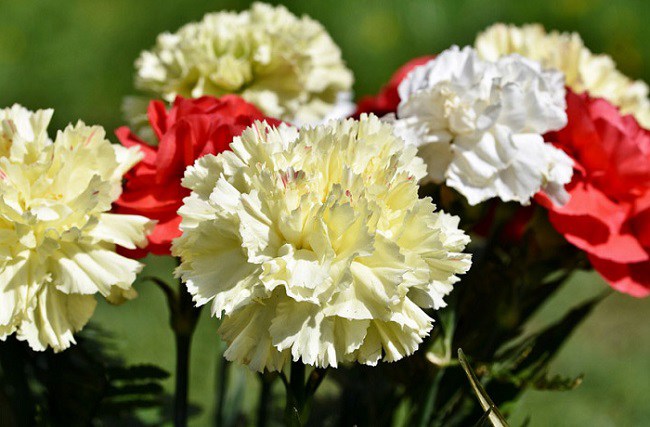 Ý nghĩa hoa cẩm chướng, cách trồng và chăm sóc giúp hoa tươi tốt - 5