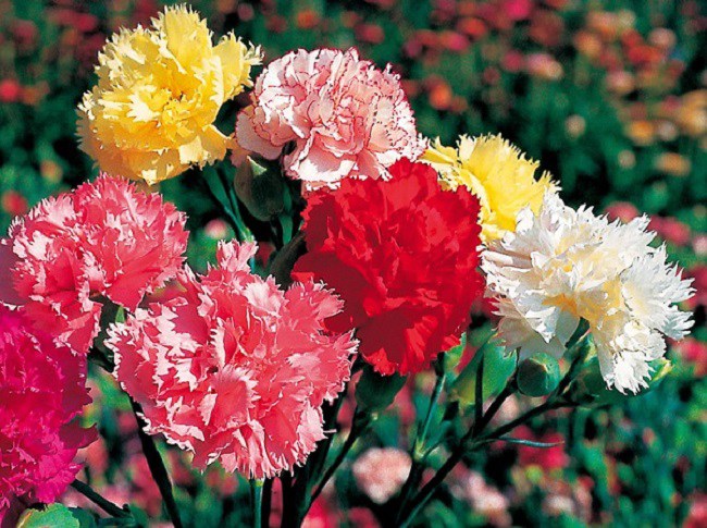Ý nghĩa hoa cẩm chướng, cách trồng và chăm sóc giúp hoa tươi tốt - 1