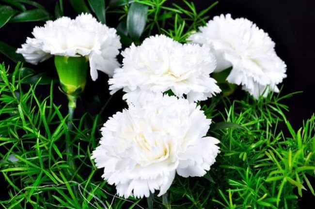 Ý nghĩa hoa cẩm chướng, cách trồng và chăm sóc giúp hoa tươi tốt - 3
