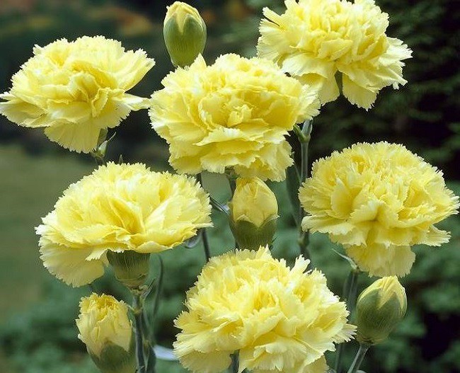Ý nghĩa hoa cẩm chướng, cách trồng và chăm sóc giúp hoa tươi tốt - 2