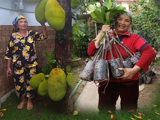 Người phụ nữ cứ đụng vào cây là có tiền, từ người bốc vác trở thành tỷ phú làng quê