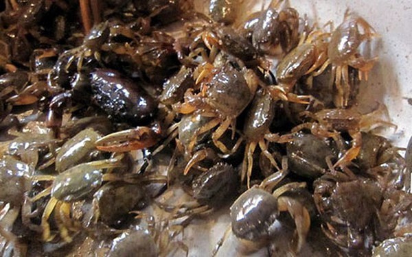 Canh cua đồng bổ mát nhưng đại kỵ với những thực phẩm này, nếu cố tình ăn dễ ngộ độc - 3