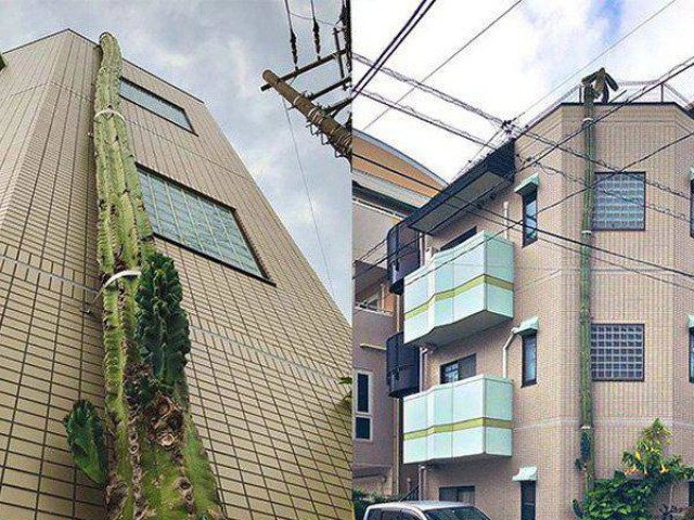 Cây xương rồng khổng lồ cao hơn tòa nhà 3 tầng ở thủ đô Nhật Bản