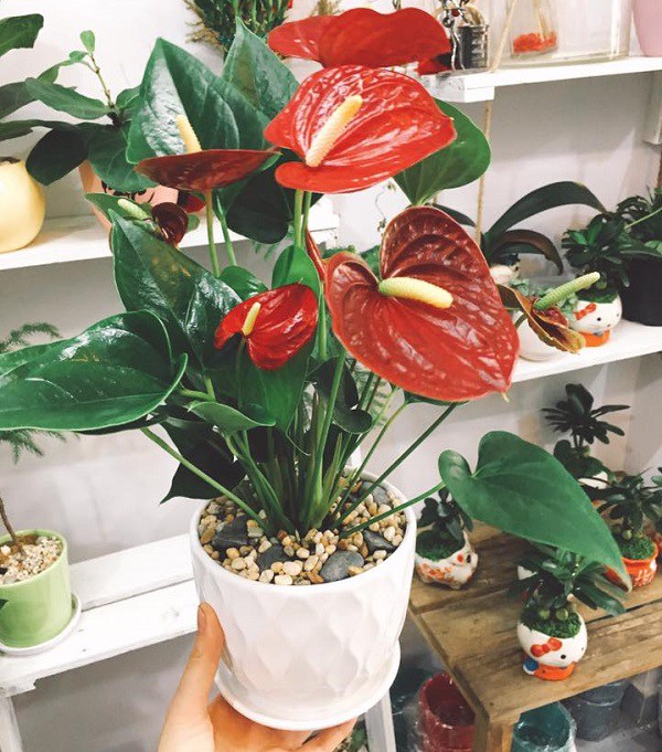 Cây hồng môn có độc không? Cách chăm sóc cây hồng môn đơn giản, ai cũng làm được - 3