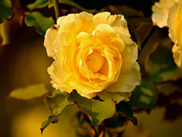 Cách chăm sóc hoa hồng vàng - loại hoa chứa đựng những ý nghĩa đặc biệt - 1