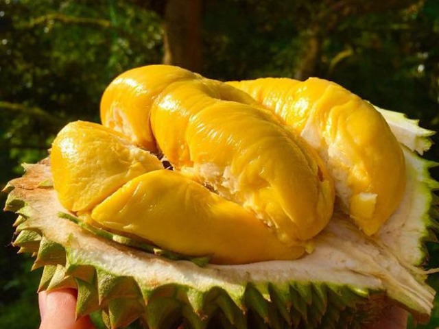 Bản tin tiêu dùng: Chị em tiết lộ về loại sầu riêng giá 1,6 triệu đồng/kg đang hút khách