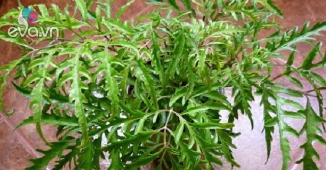 cách trồng cây đinh lăng từ cành