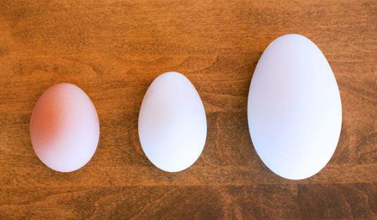 Bà bầu ăn trứng ngỗng vào tháng thứ mấy là tốt nhất? - ảnh 1