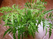 Nhà đẹp - Cách trồng cây đinh lăng bằng cành củ nhanh to