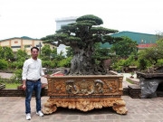 Tin tức - Anh bán hàng rong kiếm 20 nghìn mỗi ngày thành đại gia chi 16 tỷ mua cây cảnh "khủng"