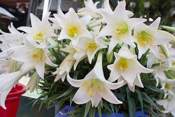 Ý nghĩa hoa loa kèn, đặc điểm, cách trồng và chăm sóc giúp hoa nở đẹp - 1