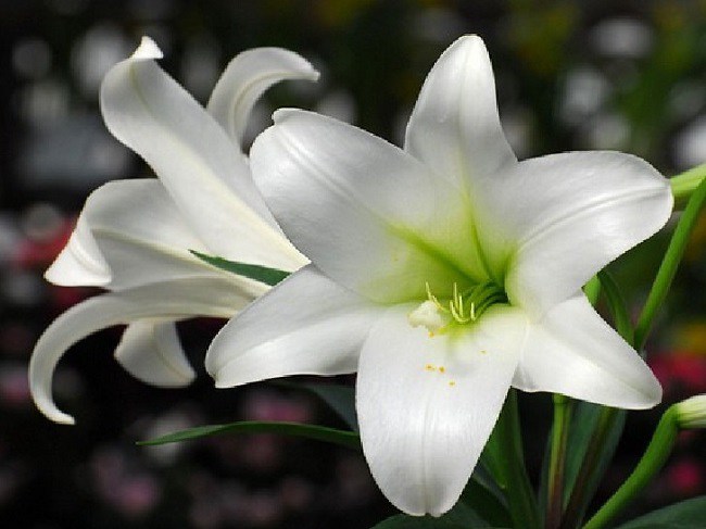 Ý nghĩa hoa loa kèn, đặc điểm, cách trồng và chăm sóc giúp hoa nở đẹp - 3