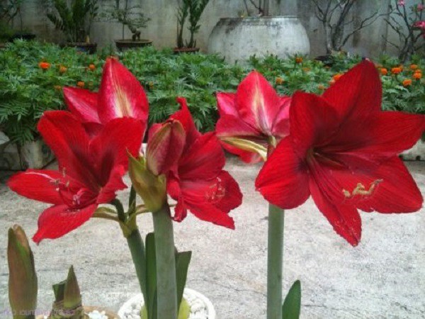 Ý nghĩa hoa loa kèn, đặc điểm, cách trồng và chăm sóc giúp hoa nở đẹp - 4