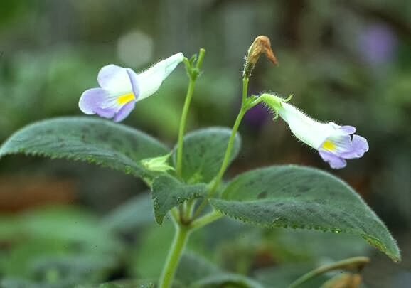 Loại cây dại mọc đầy trên rừng, xuống thành phố trở thành đặc sản - 2