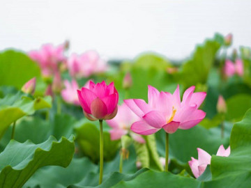 Cách trồng và chăm sóc hoa sen đẹp quanh năm