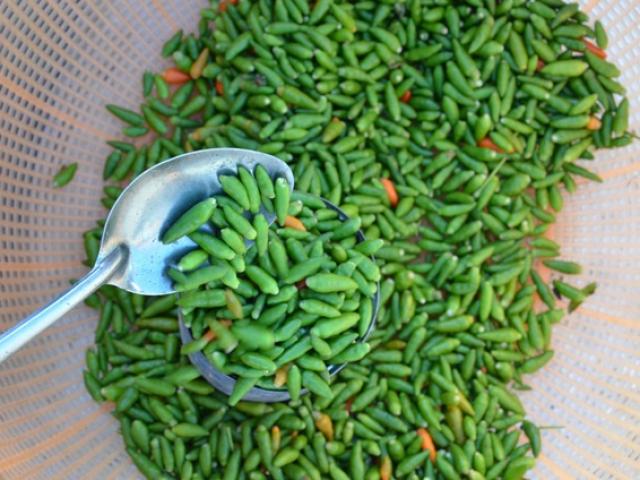 Có một loại ớt hoang trở thành đặc sản: Vị cay đặc biệt, thơm lừng có một không hai