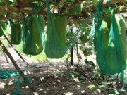 Xem ăn chơi - "Báu vật" siêu "khổng lồ" của cả làng ở Việt Nam, nặng bằng cả một người lớn