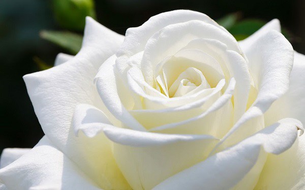 Ý nghĩa của hoa hồng trắng - loài hoa trong sáng, thanh khiết