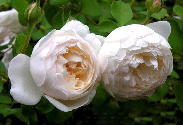 Ý nghĩa của hoa hồng trắng - loài hoa trong sáng, thanh khiết