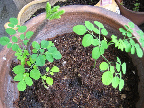 Cách trồng cây chùm ngây bằng cành, hạt trong chậu xanh tốt - 3