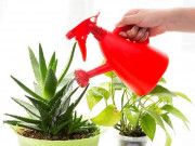 Nhà đẹp - 15+ Cây trồng trong nhà theo phong thủy và thanh lọc không khí tốt nhất