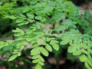 Nhà đẹp - Cách trồng cây chùm ngây bằng cành, hạt trong chậu xanh tốt