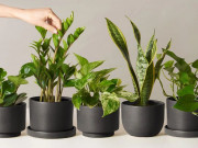 Nhà đẹp - 5 loại cây cảnh để bàn dễ chăm sóc, nhà nào chưa có phải sắm ngay