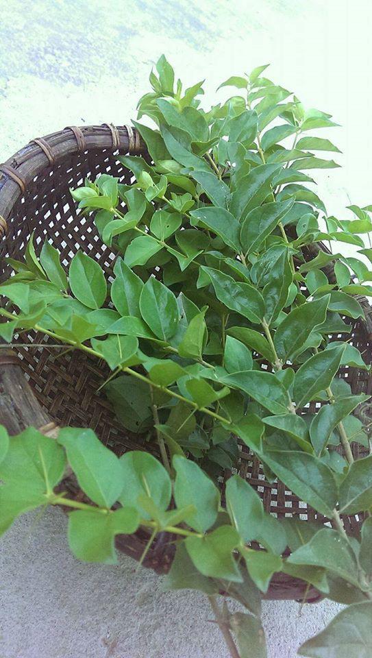 Loại cây mọc hoang nay được chị em yêu thích, mua về làm món ngon ngày hè - 2