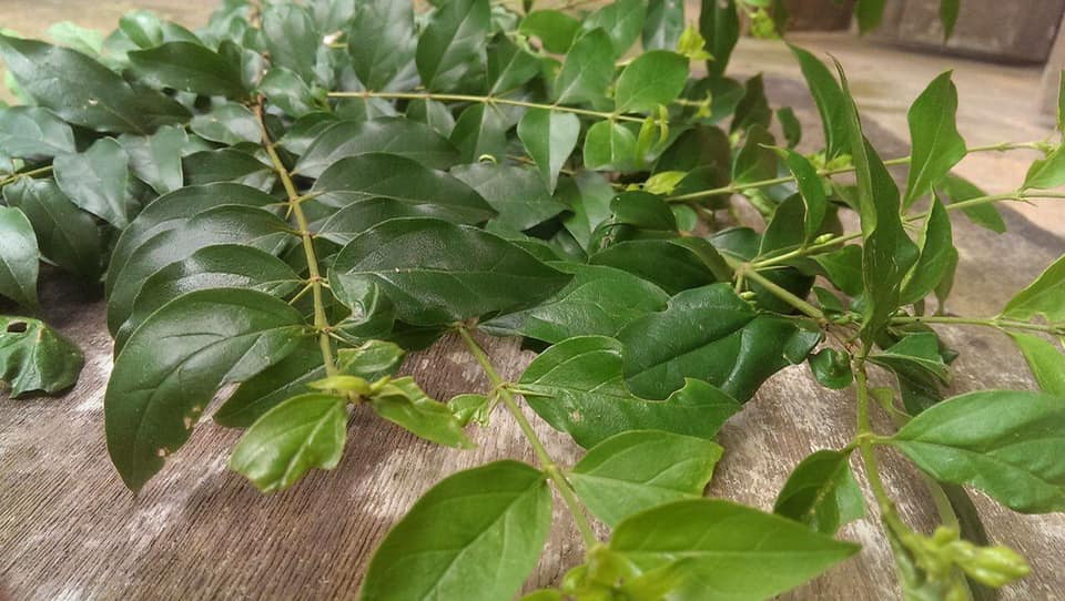 Loại cây mọc hoang nay được chị em yêu thích, mua về làm món ngon ngày hè - 1