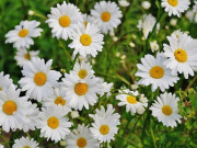 Nhà đẹp - Ý nghĩa hoa cúc trắng, cách trồng và chăm sóc