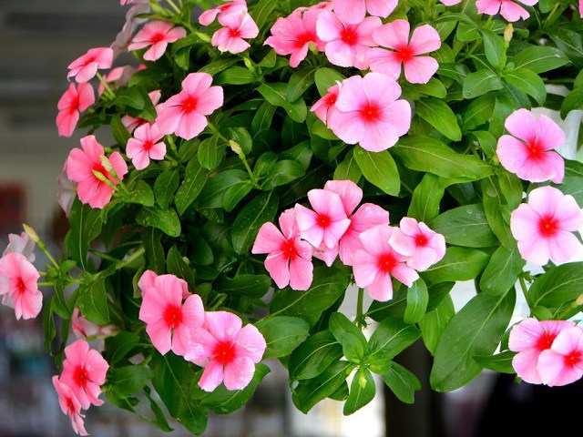 Kỹ thuật trồng và chăm sóc hoa dừa cạn cho kết quả rực rỡ khắp nhà