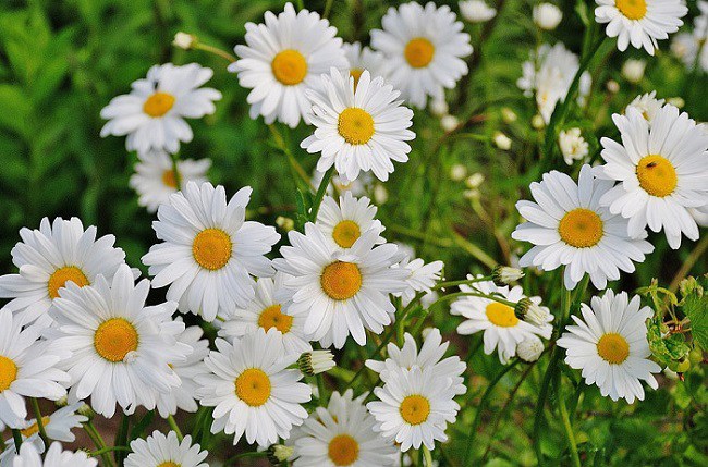 Ý nghĩa hoa cúc trắng, cách trồng và chăm sóc - 1