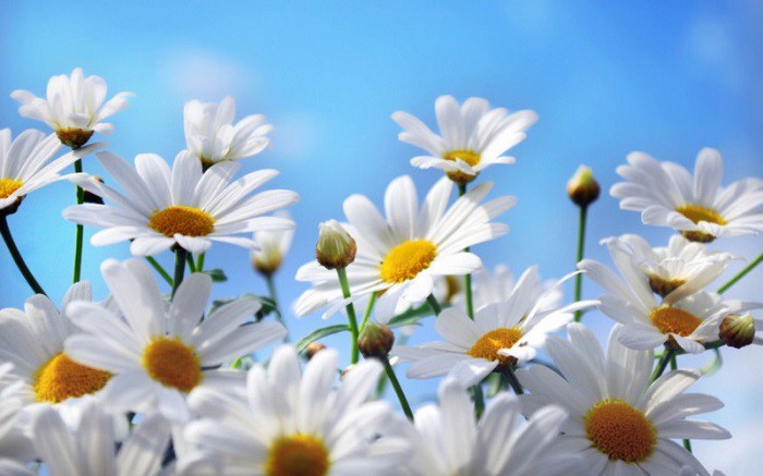 Ý nghĩa hoa cúc trắng, cách trồng và chăm sóc - 3