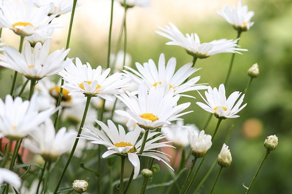 Ý nghĩa hoa cúc trắng, cách trồng và chăm sóc - 4