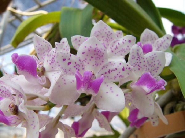 Hoa phong lan có những loại nào, cách nhận biết và kỹ thuật trồng - 7