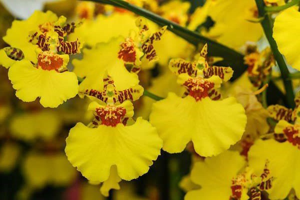 Hoa phong lan có những loại nào, cách nhận biết và kỹ thuật trồng - 3