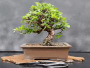 Nhà đẹp - Phân loại và chăm sóc các loại cây cảnh bonsai đơn giản tại nhà