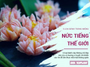 Clip Eva - 5 loại bánh tráng miệng ngon đẹp tuyệt vời khiến được cả thế giới ưa thích