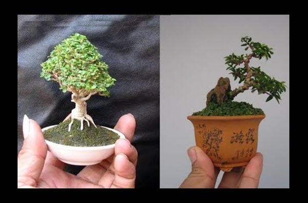 Phân loại và chăm sóc các loại cây cảnh bonsai đơn giản tại nhà - 1