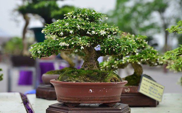 Phân loại và chăm sóc các loại cây cảnh bonsai đơn giản tại nhà - 2