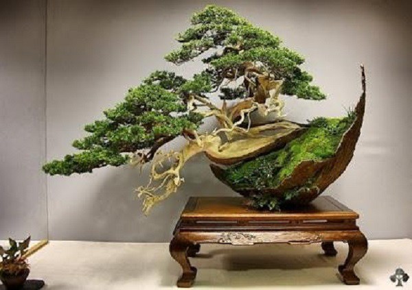 Phân loại và chăm sóc các loại cây cảnh bonsai đơn giản tại nhà - 3