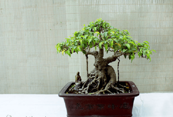 Phân loại và chăm sóc các loại cây cảnh bonsai đơn giản tại nhà - 4